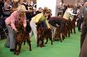 Crufts2010 1045